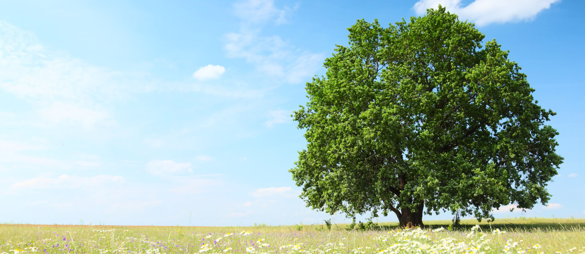 home slider featuring a big tree on the right