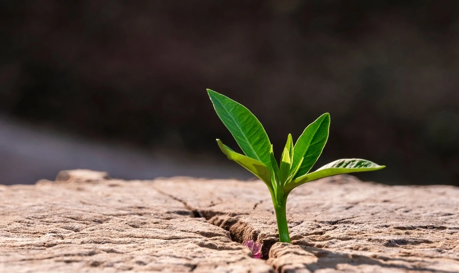 Emotional and mental wellbeing support at Acorntherapy